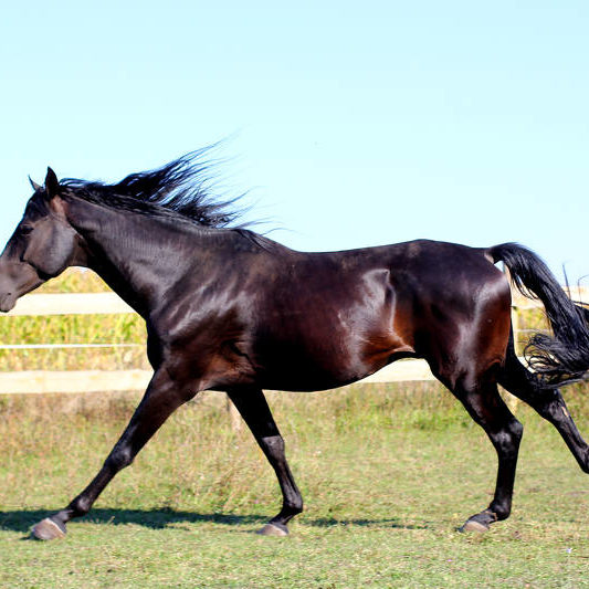 Paula, sold in March 2017